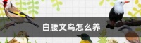 白腰文鸟饲养方法（打造干净、健康的家庭宠物）