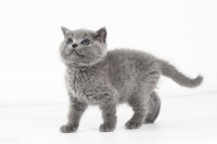 英国短毛猫特点