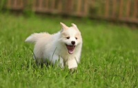 袖虎病狗攻略：如何预防犬细小