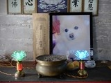高碑店春节寄养预定宠物寄养猫狗长期散养宠物上门接送