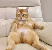 猫咪以胖为萌？大NO特NO！