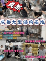 成都哪里可以买宠物猫狗？（成都）这里上门挑选宠物，专为新手推荐！