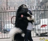 养“大型犬”需具备的5大条件，你都具备了吗？
