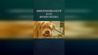 如何训练宠物狗进行斗狗训练？