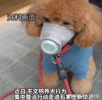 石家庄狗狗外出要戴嘴罩，养狗者表示不支持，支持者反被指责回怼