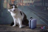 天津火车怎么托运宠物猫