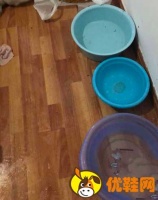 武汉宠物救助已暂停上门喂食 武汉隔离宠物怎么办