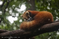 小熊猫小浣熊图片素材下载
