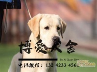 深圳可以在哪里买狗狗