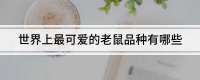 世界上最可爱的老鼠品种有哪些