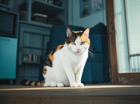这5种才是“最适合”家养的猫咪，别再选错了！