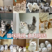 渭南买拉布拉多犬哪家宠物店口碑好（渭南）这里是优质选拉布拉多犬地，宠物界的天堂！