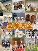 渭南买柯基犬哪里比较实惠（渭南）这家店铺良心推荐，买柯基犬好地方
