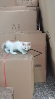 义乌稠城赵宅宠物赠送/领养电话