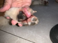 宠物胸腔积血是什么原因引起的？