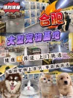 合肥哪里有卖宠物的市场？（合肥）这家店铺良心推荐，买宠物好地方