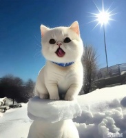 西昌城区帮喂狗喂猫