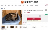 扬州一只三岁狸花猫因主人欠债被法院拍卖，五百元起拍价引来超两千人报名争抢