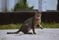 怎么教宠物猫逮老鼠