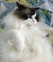 喵星人那些事，为什么有的猫咪逮到猎物后会先折磨一番