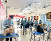 学宠物美容要具备哪些条件?