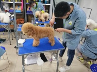 北京圣宠美容学校怎么样