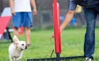 宠物犬训练狗训练学校在哪