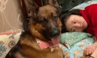 主人想睡觉了，狗狗站起来这样做，暖心的做法让网友觉得非常感动