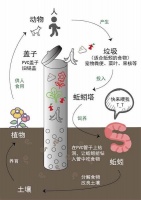 用蚯蚓塔变“粪”为宝 如何规范养犬行为