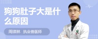 狗狗肚子大是什么原因