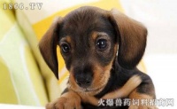 犬冠与细小，鉴别诊断小技巧！