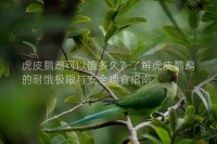 虎皮鹦鹉可以饿多久?了解虎皮鹦鹉的耐饿极限与安全喂食指南