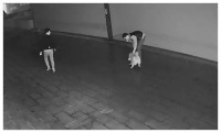 宠物狗和流浪猫打架, 狗主人的做法激起公愤！