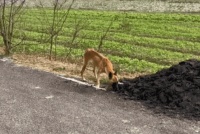 牙齿被剪瘦成排骨的马犬，流浪街头捡垃圾吃，没价值了就被遗弃？