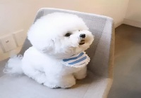 狗狗喂蛋黄全攻略（2个月的小狗如何正确食用蛋黄）
