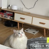 猫咪婚介所开张了