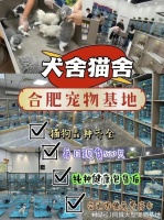 合肥买猫狗的地方在哪里?这儿真的很可靠,还能去实体店挑宠物!