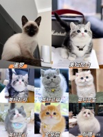 合肥哪里可以买宠物猫狗?(合肥)这里上门挑选宠物,专为新手推荐!