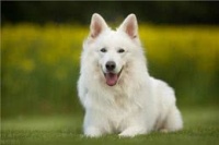 大型犬和中型犬