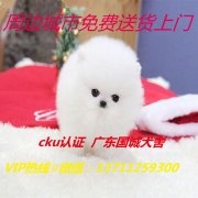 东莞石龙宠物,东莞石龙宠物信息,东莞正规宠物哪家好,东莞宠物哪里便宜,