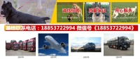 湖南益阳南县宠物市场在哪
