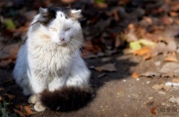 什么品种的猫最好看 颜值高的猫咪有哪些