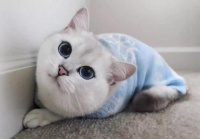 世界10大最好看的猫咪，波斯猫和布偶猫上榜，你最喜欢哪个？