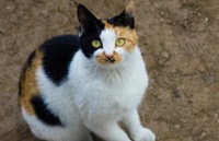 高颜值猫咪TOP10，最后一个最美，不接受任何反驳