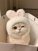 猫界颜值天花板！这些猫咪公认最好看，你被哪只“猫”住了？
