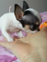 「图」纯种家养超小体宠物狗 袖珍吉娃娃犬幼犬 茶杯狗长