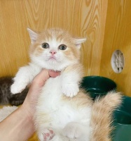 猫咪的脚被烫了怎么办？（如何应对烫伤并保护宠物的健康）