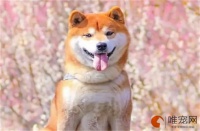 狗狗细小最佳自救方法有哪些