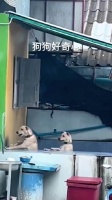 一生好奇的两只狗狗，狗子成精了
