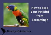 How to Stop Your Pet Bird from Screaming: 6 Things You Can Do